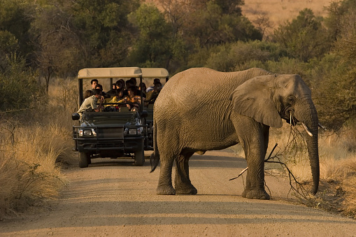 Isolated large adult male elephant (Elephantidae) and wildlife safari jeeps at grassland conservation area of Ngorongoro crater. Tanzania. Africa