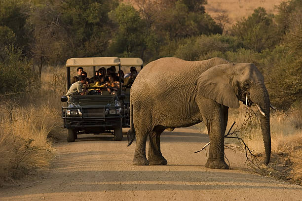 Multiple people on a safari viewing an elephant On the road in the Pilanesberg NP in South Africa. southern africa stock pictures, royalty-free photos & images