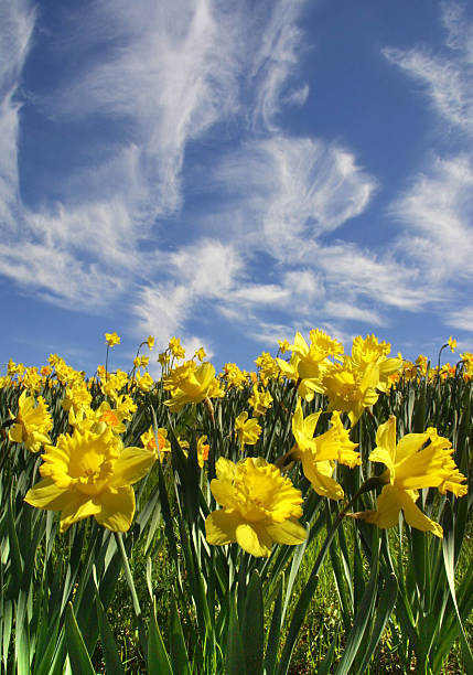 Daffodil Hill stock photo