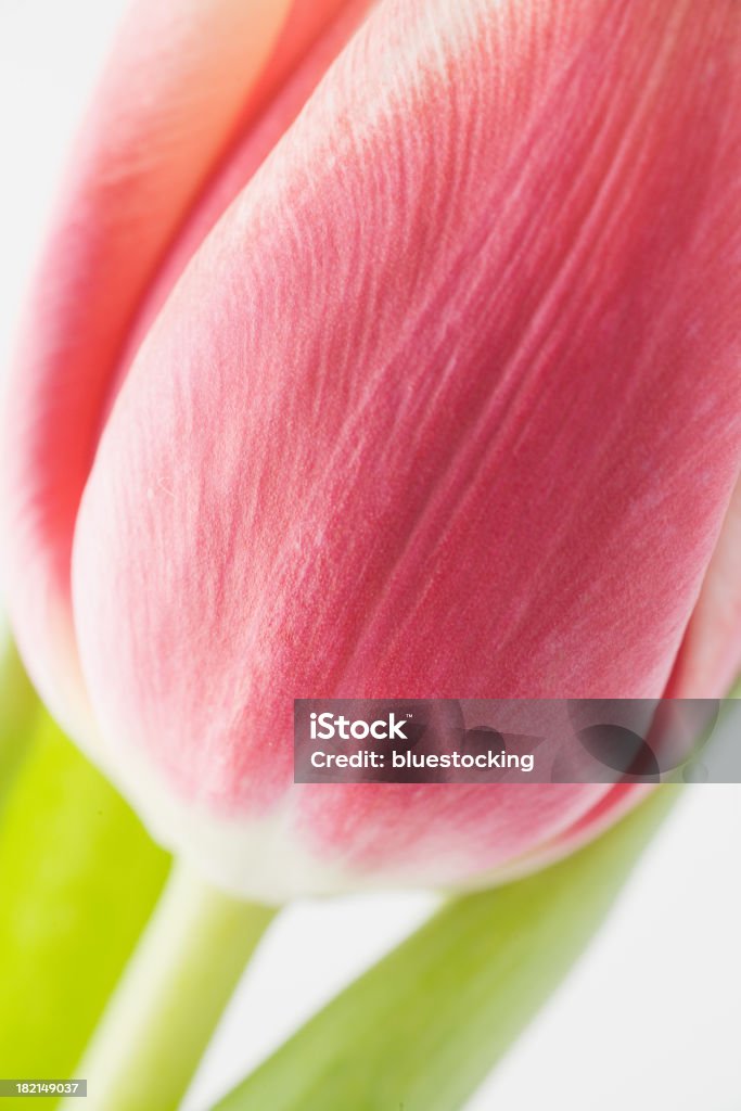Rosa Tulpe bud - Lizenzfrei Bildschärfe Stock-Foto