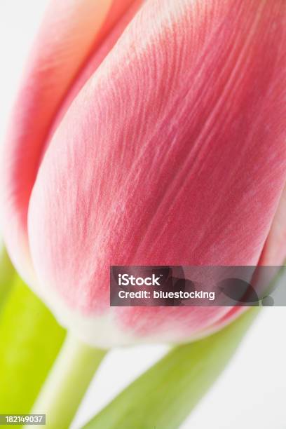 Rosa Tulpe Bud Stockfoto und mehr Bilder von Bildschärfe - Bildschärfe, Blume, Blumenschmuck