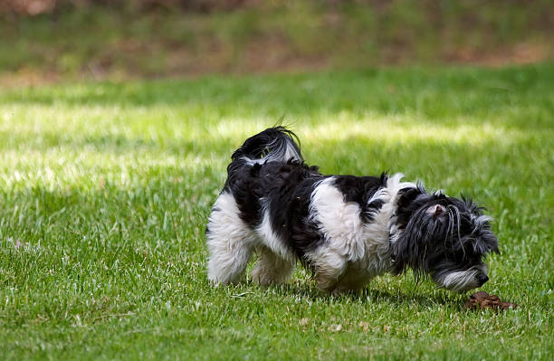 Cão a cheirar as fezes - fotografia de stock