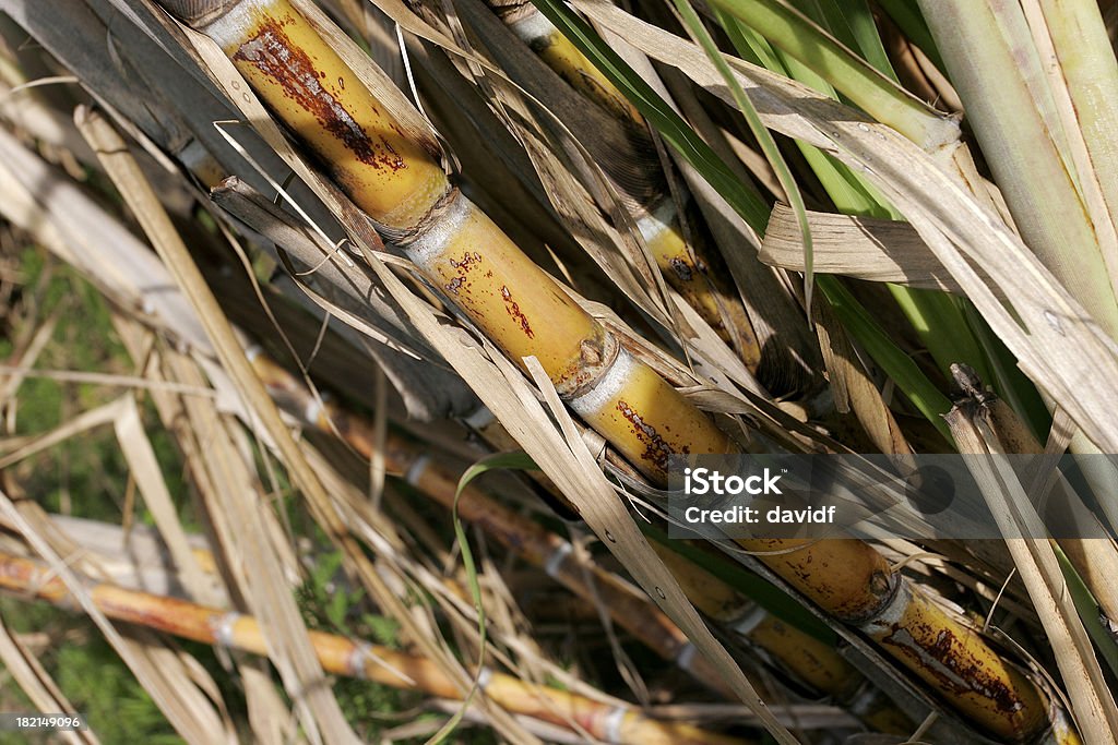 Cane Nahaufnahme - Lizenzfrei Fidschi Stock-Foto