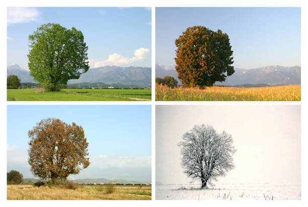 four seasons#1 - four seasons season tree winter zdjęcia i obrazy z banku zdjęć