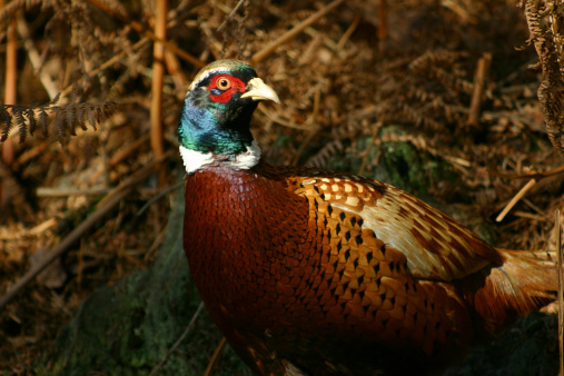 male pheasant bird