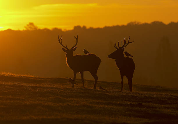 Two red deer stags resting at dawn with bird companions