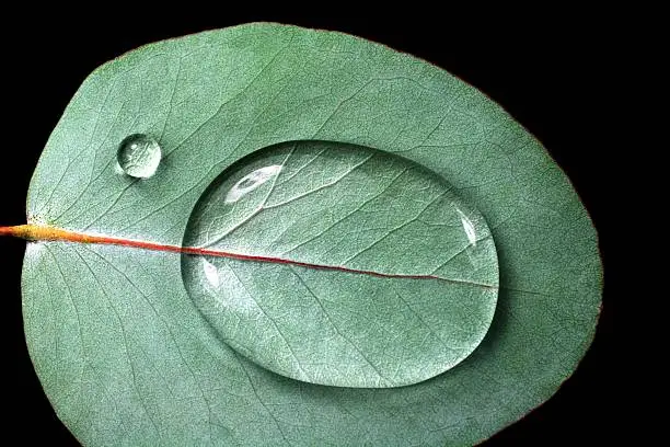 Surface tension enables water to form a huge droplet on a euculyptus leaf.