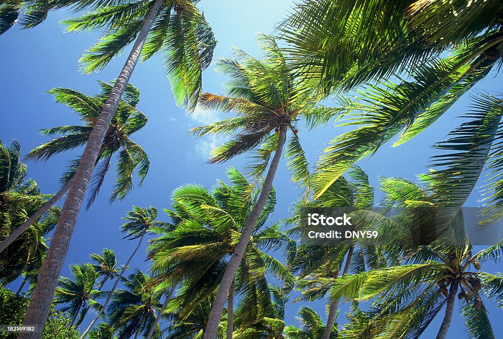 Tradewinds mandar a tropical Palma árvores contra céu azul - Royalty-free Alísio Foto de stock
