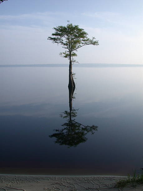 istock A tree emerges from a still lake and is perfectly reflected 182149371