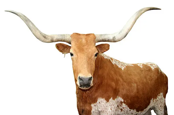 Photo of Close up of brown spotted Texas longhorn