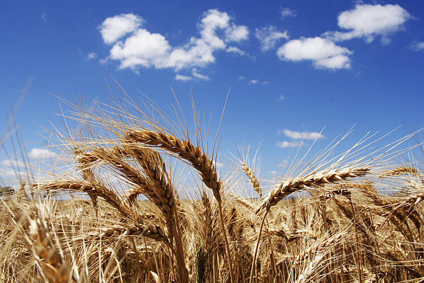 Stalk of wheat in the bright sunshine stock photo