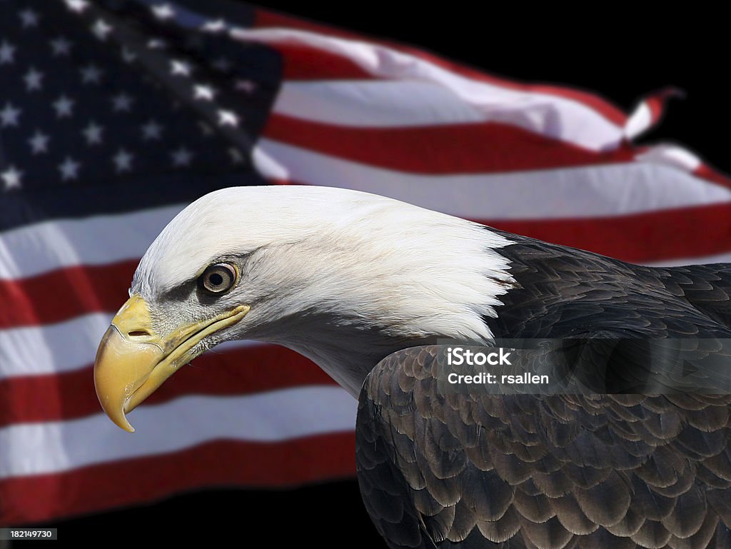 Eagle and Flag American Bald Eagle with flag in background Achievement Stock Photo