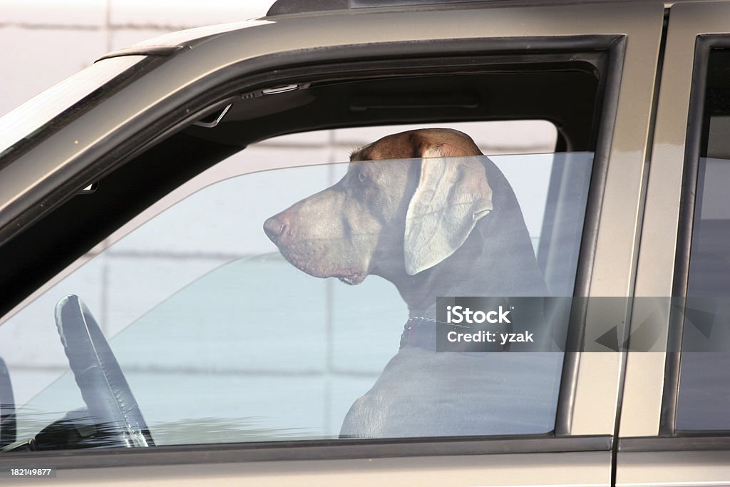 Cane al volante - Foto stock royalty-free di Cane