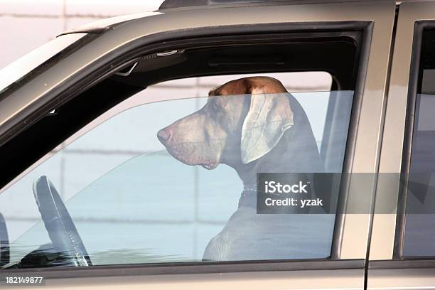 Cão Ao Volante - Fotografias de stock e mais imagens de Cão - Cão, Conduzir, Carro