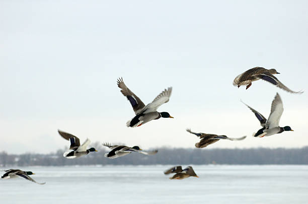 Mallard ducks in flight over water Wild ducks flying in the winter water bird stock pictures, royalty-free photos & images