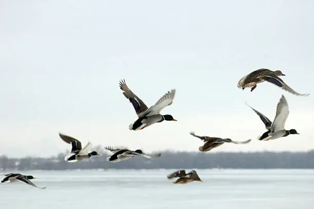 Wild ducks flying in the winter