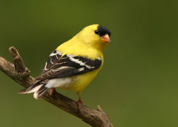Bright yellow goldfinch sat on a brown branch An American Goldfinch in bright Summer plumage with a smooth dark green background. finch stock pictures, royalty-free photos & images