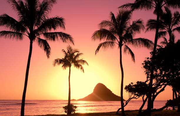 hawaiian sunrise - tree wind palm tree hawaii islands fotografías e imágenes de stock