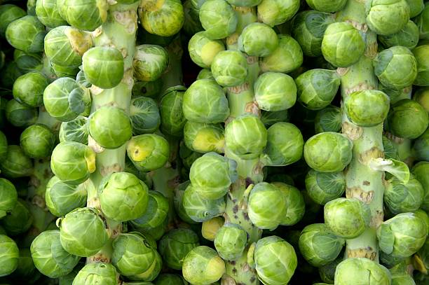 Brussels sprout stock photo