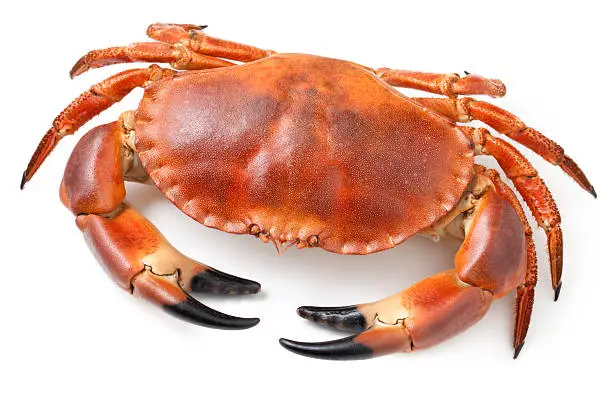 Photo of Crab