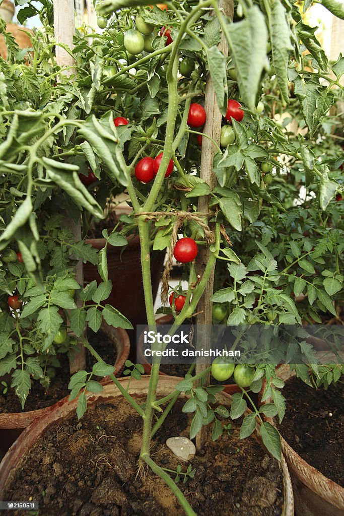Organicamente cultivados Tomates cereja na cozinha Jardim - Royalty-free Tomate Foto de stock
