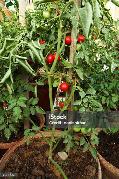 Organicamente Cultivados Tomates Cereja Na Cozinha Jardim - Fotografias de stock e mais imagens de Tomate