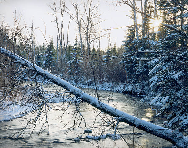 Cross River, Gunflint Trail, BWCA "Winter view of the Cross River, on the Gunflint Trail, Boundary Waters Canoe Area Wilderness. Original is from a scanned 4x5 transparency.To see more great images of Trees, please click" boundary waters canoe area stock pictures, royalty-free photos & images