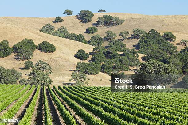 Winnica Krajobraz - zdjęcia stockowe i więcej obrazów Bez ludzi - Bez ludzi, Central California, Dzień