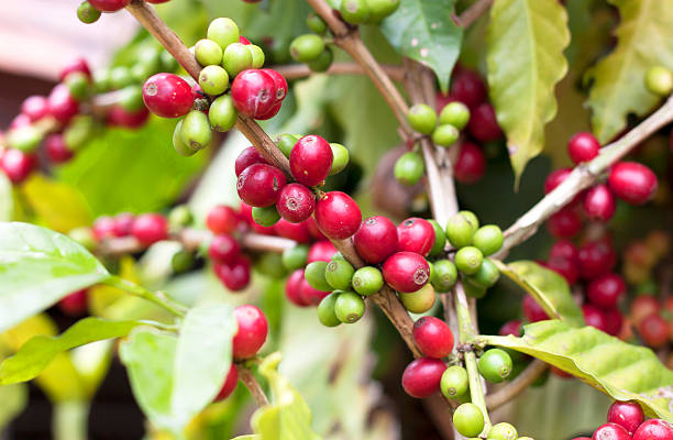 granos de café frescos. - kona coffee fotografías e imágenes de stock