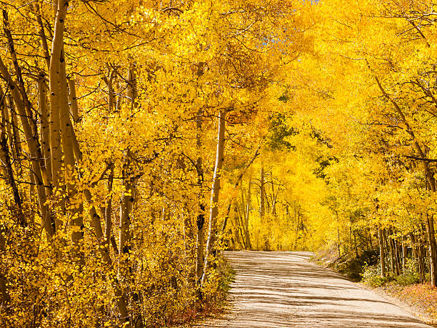 mountain road - continental divide trail stock-fotos und bilder