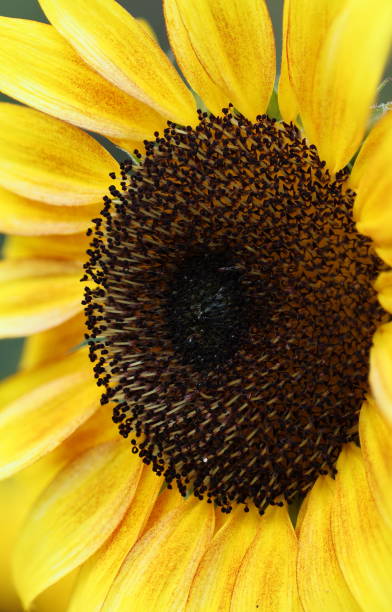 istock Very Close-up Sunflower 1821509353