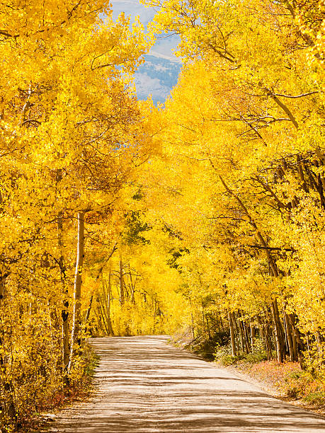 mountain road - continental divide trail stock-fotos und bilder