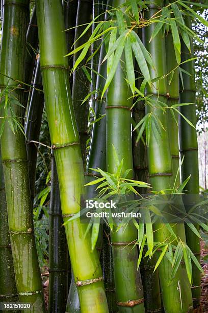 竹 - 竹のストックフォトや画像を多数ご用意 - 竹, テクスチャー効果, アジア文化