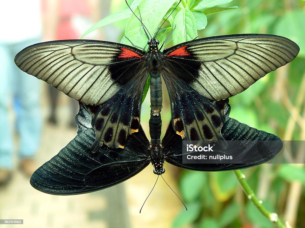 Mariposa#13 - Foto de stock de Ala de animal libre de derechos