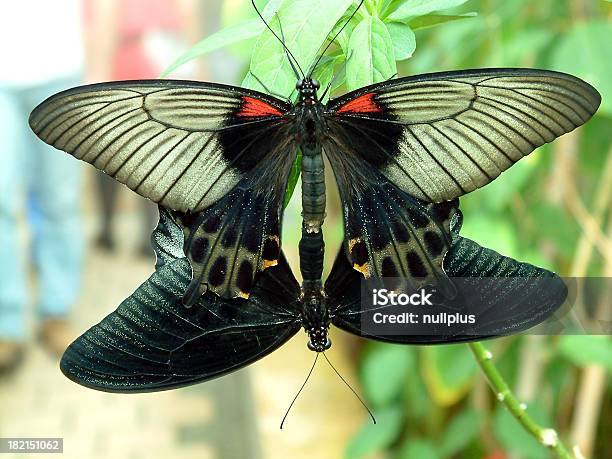 Butterfly 13 Stock Photo - Download Image Now - Animal Wing, Butterfly - Insect, Close-up