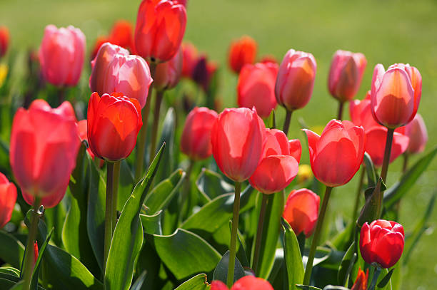 istock Tulips in the counter-light 182151281