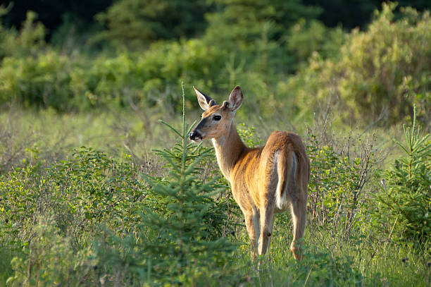 White-tailed Deer "A White-tailed Deer stands in a clearing in late evening light at Riding Mountain National Park, Manitoba.More of my moose, deer and elk photos can be found here:" riding mountain national park stock pictures, royalty-free photos & images