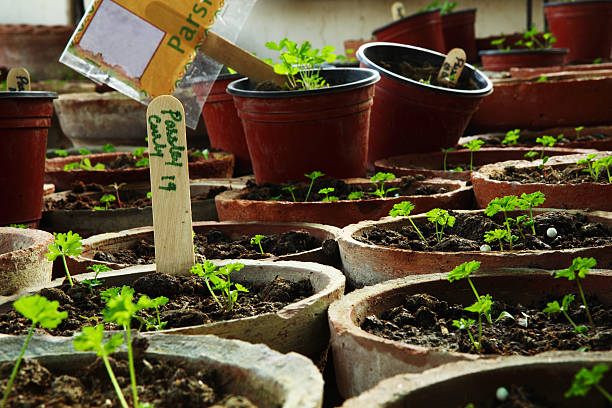 istock Parsley Pots in Kitchen Garden 182151307