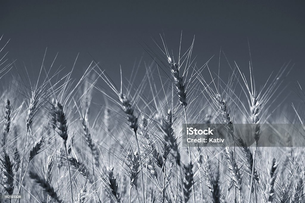 Campo de trigo - Foto de stock de Agosto libre de derechos