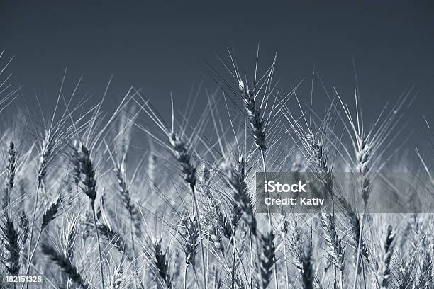 Campo De Trigo Foto de stock y más banco de imágenes de Agosto - Agosto, Agricultor, Agricultura