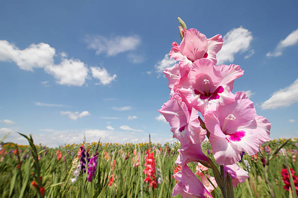 gladíolos do sol - gladiolus - fotografias e filmes do acervo