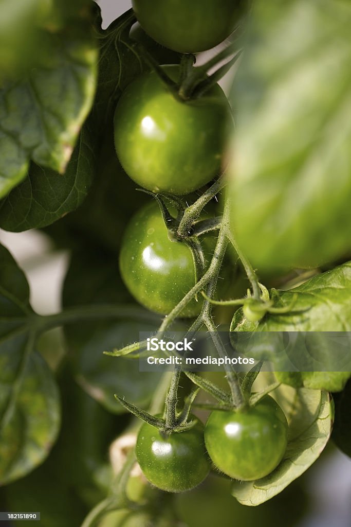 Aspetta grande harvest - Foto stock royalty-free di Cespuglio