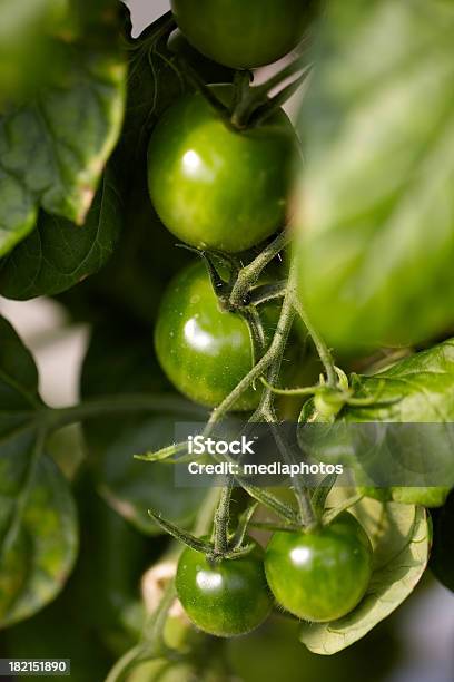 Aspetta Grande Harvest - Fotografie stock e altre immagini di Cespuglio - Cespuglio, Pomodoro, Abbondanza