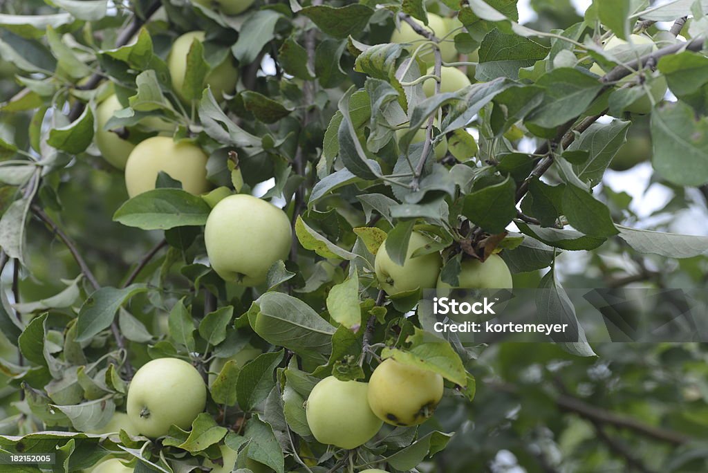 Зеленые яблоки на Орчард - Стоковые фото Без людей роялти-фри