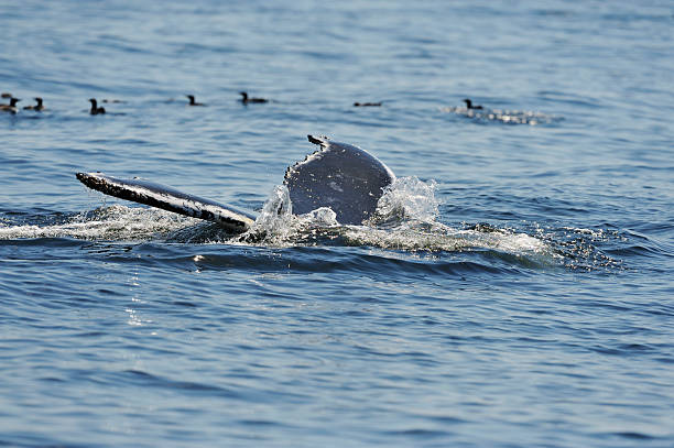 Whale tail "Close-up of a whale tail near Bonaventure Island, Gaspe Peninsula, Quebec, Canada." gaspe peninsula stock pictures, royalty-free photos & images