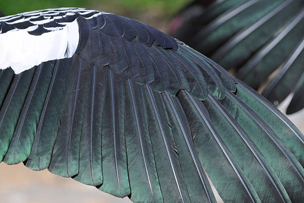 istock Painted Stork Bird feather close-up 182152284