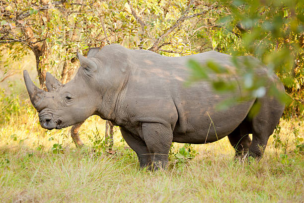 istock Young Male White Rhino 182152393