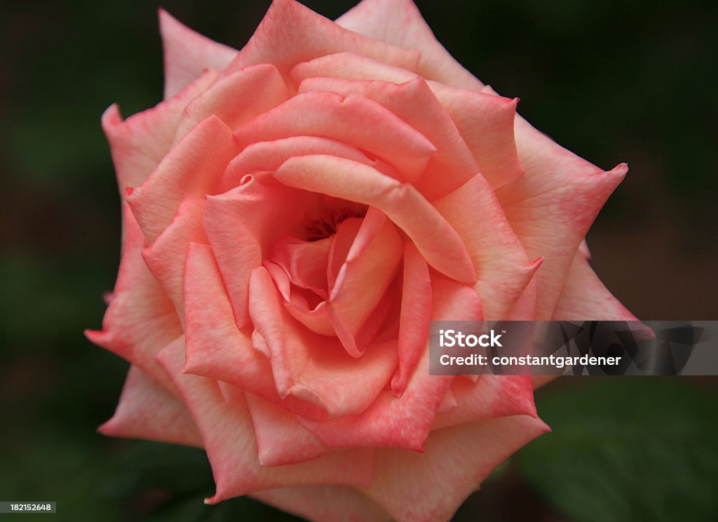 Arancio Rose primo piano. - Foto stock royalty-free di Arancione