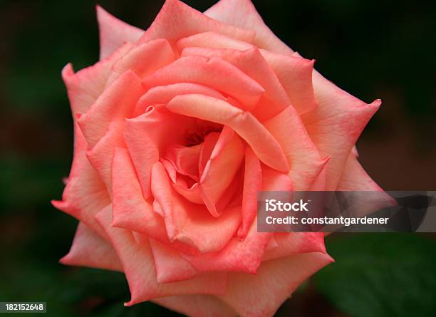 Arancio Rose Primo Piano - Fotografie stock e altre immagini di Arancione - Arancione, Bellezza naturale, Close-up