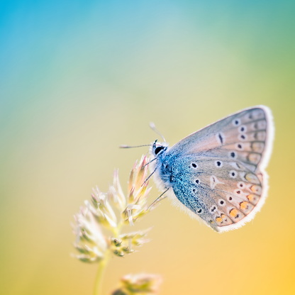 Close up of a little Common blue butterfly in summer against sunlight